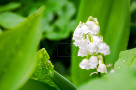 lily of the valley in the garden. big green leafs in water drops. closeup of a beautiful nature background side view
