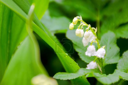 closeup of convallaria majalis plant blooming in spring. lily of the valley flower among green leafs in dewdrops. beautiful nature background in the garden