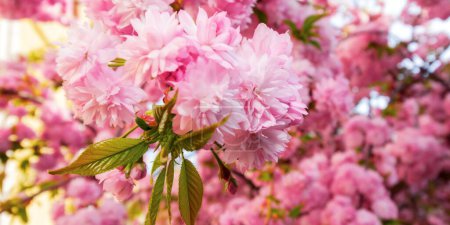 Photo for Cherry blossom of kwanzan sakura on a sunny day. spring holiday season - Royalty Free Image