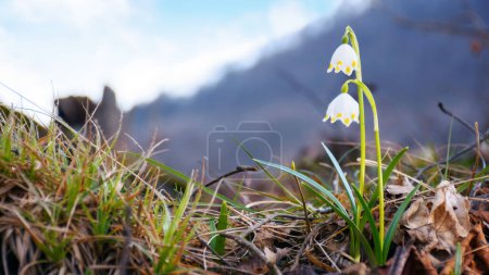 snowflake flower blooming in the forest. spring nature background