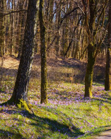 Krokusblüten blühen auf der Lichtung. Florale Natur Hintergrund der Karpaten Wald im Frühling