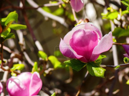 magnolia liliiflora violet en pleine floraison. gros plan nature fond au printemps