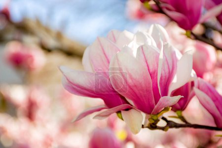 Téléchargez les photos : Grandes fleurs roses de magnolia soulangeana en pleine floraison. beau fond de gros plan sur une journée ensoleillée au printemps - en image libre de droit