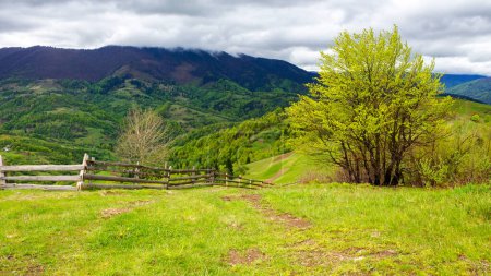 Téléchargez les photos : Clôture en bois près des arbres sur la colline herbeuse. paysage rural montagneux de l'ukraine au printemps. campagne carpatique par temps couvert - en image libre de droit