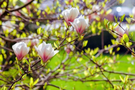 Téléchargez les photos : Branche de magnolia en pleine floraison dans la lumière du matin. printemps nature fond dans le parc - en image libre de droit