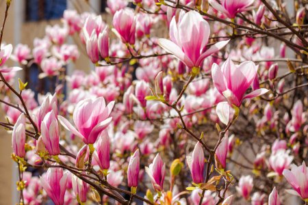 Téléchargez les photos : Grandes fleurs roses de magnolia soulangeana en pleine floraison. beau fond de gros plan sur une journée ensoleillée au printemps - en image libre de droit