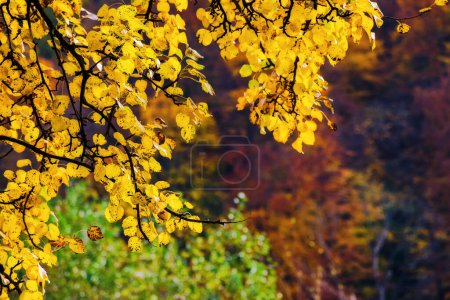 Téléchargez les photos : Feuillage jaune dans la forêt d'automne. beau fond de nature - en image libre de droit