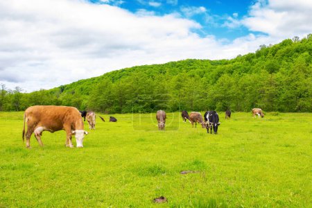 Téléchargez les photos : Vache broutant sur la prairie. bétail près de la forêt. campagne carpatique herbeuse au printemps. nuages sur le ciel - en image libre de droit