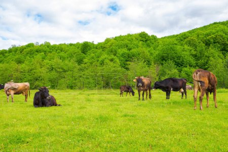 Téléchargez les photos : Vache broutant sur la prairie. bétail près de la forêt. campagne carpatique herbeuse au printemps - en image libre de droit