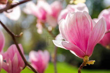 Téléchargez les photos : Gros plan de grande fleur rose de magnolia en fleur. beau fond naturel au printemps - en image libre de droit