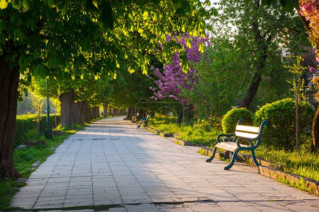 Téléchargez les photos : Allée avec des châtaigniers dans la lumière du matin. banc sur le côté d'un sentier pavé. beau paysage urbain de la ville d'uzhhorod au printemps - en image libre de droit