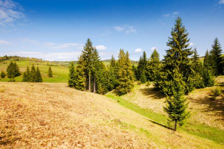 Téléchargez les photos : Les conifères sur les collines herbeuses et les prairies de la campagne carpatique au printemps. paysage rural de l'ukraine par une journée ensoleillée - en image libre de droit