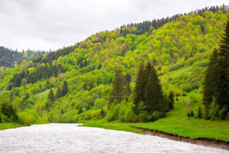 Téléchargez les photos : Rivière coule à travers la vallée des montagnes carpates. beau paysage avec rivage boisé au printemps par temps couvert - en image libre de droit