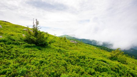 Téléchargez les photos : Sapin sur la colline herbeuse. paysage alpin de l'ukraine. montagnes carpates par une journée nuageuse en été - en image libre de droit