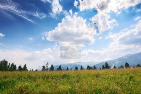 Téléchargez les photos : Paysage montagneux de campagne des carpates en été. épinette forêt behid herbe colline alpine sous un ciel bleu avec des coudes pelucheux. vacances d'été dans les hautes terres de l'ukraine - en image libre de droit
