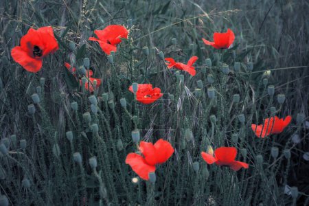 Foto de Amapolas rojas en el campo. imágenes de fondo para el recuerdo o el día de los veteranos. estilo de color selectivo - Imagen libre de derechos