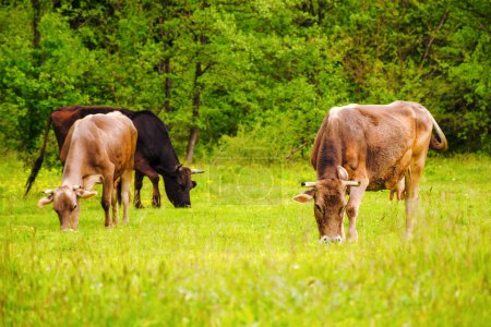 Téléchargez les photos : Vaches brunes sur un champ herbeux près de la forêt. beaux paysages ruraux au printemps - en image libre de droit