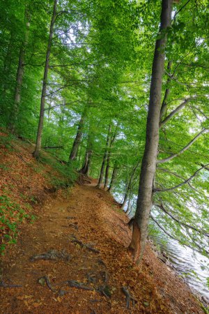 Téléchargez les photos : Forest trail in natural park of vihorlat mountains, slovakia. beautiful summer nature background - en image libre de droit