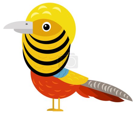 Téléchargez les photos : Caricature asiatique animal oiseau faisan nature zoo isolatedillustration pour les enfants - en image libre de droit