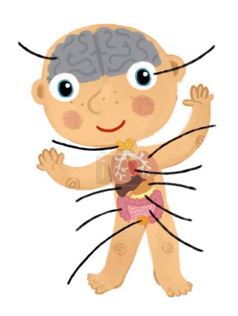 cartoon scene with young boy as anatomy model of body parts on white background illustration for kids