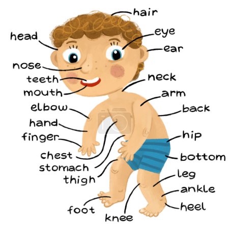 Foto de Escena de dibujos animados con niño como modelo de anatomía de las partes del cuerpo sobre fondo blanco ilustración para niños - Imagen libre de derechos