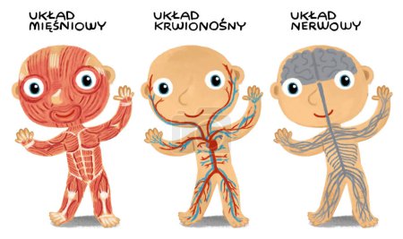 escena de dibujos animados con niño como modelo de anatomía de las partes del cuerpo sobre fondo blanco ilustración para niños