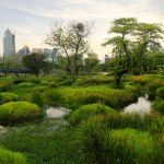 Wild swamp area of the large Benchakitti park in the modern Bangkok center.