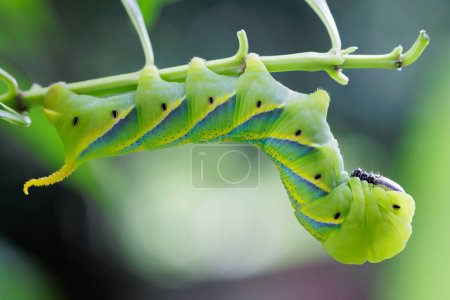 Photo for Greater death head hawkmoth caterpillar (Thailand) - Royalty Free Image
