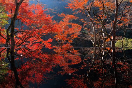 Foto de Follaje de otoño rojo vibrante con reflexión sobre el agua, Arashiyama, Japón. - Imagen libre de derechos