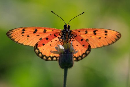 Tawny coster (Acraea Terpsicore) butterfly flying and standing in a tropical meadow, thailand