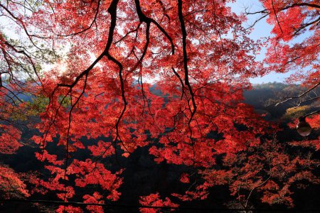 Vibrant red autumn foliage at Arashiyama, Japan.