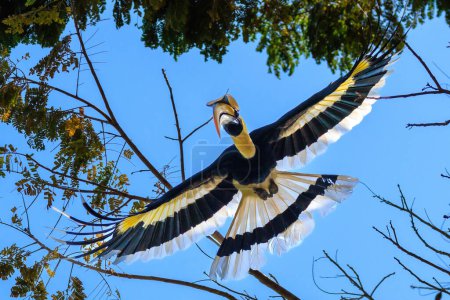 Great hornbill flying among the tree branches, Langkawi, Malaysia