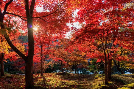 Vibrant red autumn foliage in Eikan-do Zenrin-ji temple, Kyoto, Japan.
