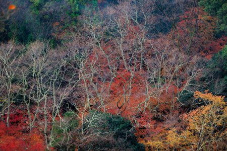 Foto de Follaje rojo intenso del otoño Arashiyama, Japón. - Imagen libre de derechos