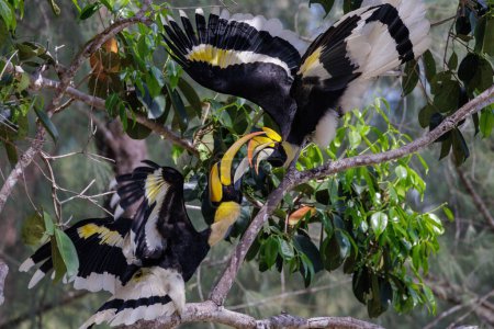 Couple of great hornbill fighting at the top of a tree, Langkawi, Malaysia