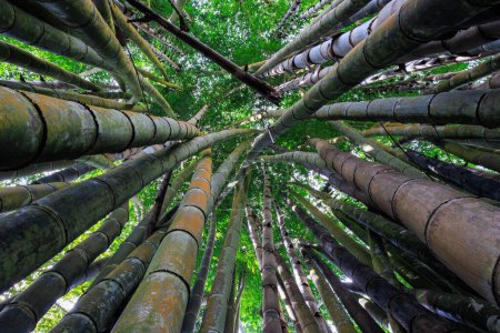 A dynamic wide angle close up of a bamboo tree forest in north Thailand .