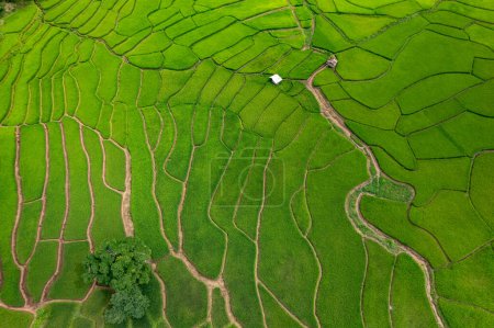 Photo for Drone aerial top view of the ricefields of Bo Kluea, Nan Province, Thailand - Royalty Free Image