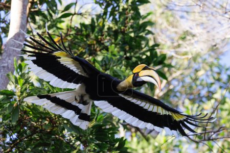 Great hornbill flying in the forest near the beach, Langkawi, Malaysia