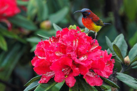 Mrs. gould's sunbird standing on wild rhododendron red flowers in the Doi Inthanon national park, Thailand