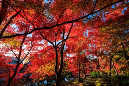 Feuillage d'automne rouge vif dans un temple, Kyoto, Japon.