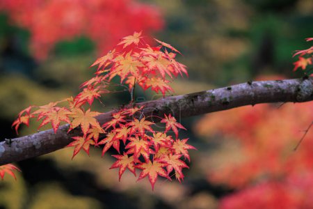 Détail de feuilles d'érable rouge vif sur une branche au Japon