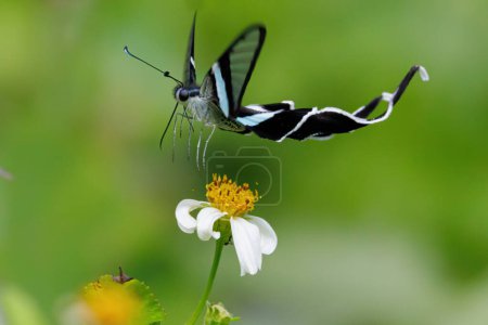 Photo for The graceful Green Dragontail butterfly, Lamproptera meges, flying in a meadow and gathering pollen on wild daisy, Thailand. - Royalty Free Image