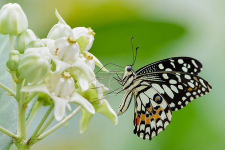 Téléchargez les photos : Papilio demoleus, Le Papillon de la Chaux, cueillant le nectar des fleurs de l'asclépiade géante (Genus Calotropis), Thaïlande - en image libre de droit