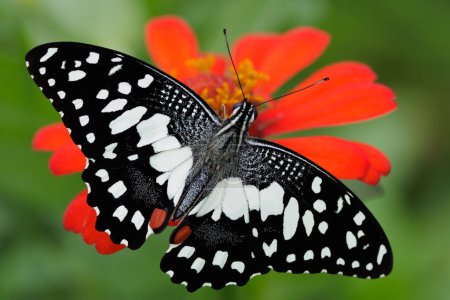 Papilio demoleus, Der Limettenfalter, beim Sammeln von Nektar aus Blumen, Thailand