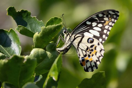 Téléchargez les photos : Papilio demoleus, Le Papillon à la Chaux, oeufs couchés sur une feuille d'agrumes, Thaïlande - en image libre de droit