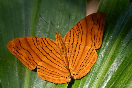 Téléchargez les photos : Maplet commun (Chersonesia risa) debout sur une feuille, ce papillon orange rayé vit en Asie du Sud-Est. - en image libre de droit