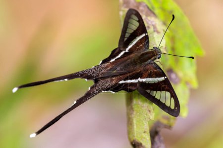 La elegante mariposa Dragontail Blanca, Lamproptera curius, de pie sobre una hoja, Tailandia.