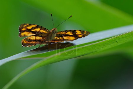 Papillon Symbrenthia lilaea, le bouffon péninsulaire, debout sur un brin d'herbe, Thaïlande
