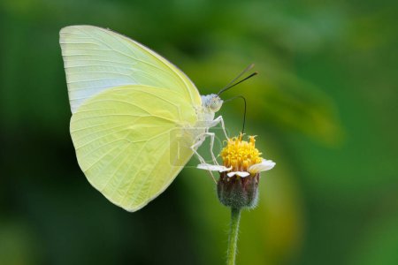 Female Lemon Emigrant butterfly, Catopsilia pomona, gathering pollen on wild daisy, Thailand