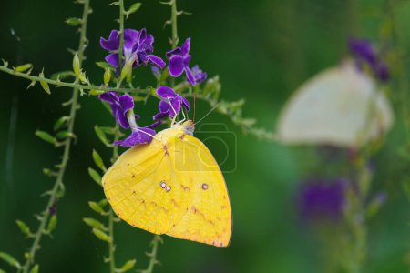 Papillon émigré mâle citron, Catopsilia pomona, cueillette de pollen sur skyflower, Thaïlande